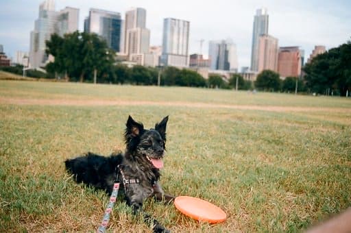 What You Can Learn About Acting from Cats  Dogs
