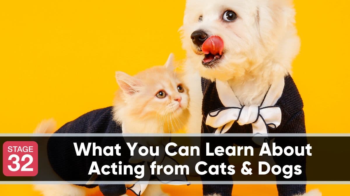 What You Can Learn About Acting from Cats & Dogs